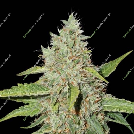 Northern Lights Auto Feminized Marijuana Strain by Seed Stockers For Sale Online at Cannabis Seeds Outlet