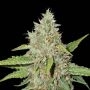 Northern Lights Feminized Marijuana Strain by Seed Stockers For Sale Online at Cannabis Seeds Outlet