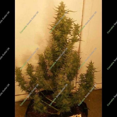 OG Kush Auto Feminized Marijuana Strain by Seed Stockers For Sale Online at Cannabis Seeds Outlet
