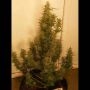 OG Kush Auto Feminized Marijuana Strain by Seed Stockers For Sale Online at Cannabis Seeds Outlet