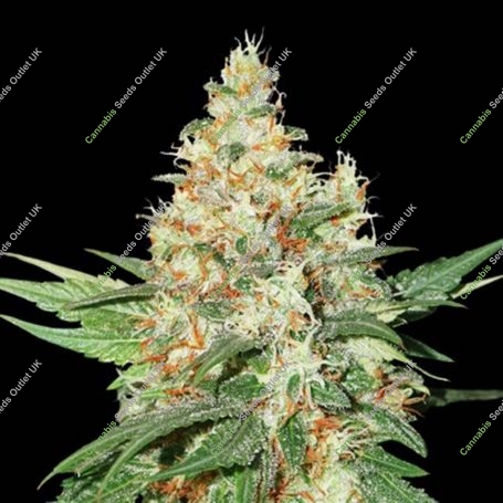 OGKush Feminized Marijuana Strain by Seed Stockers For Sale Online at Cannabis Seeds Outlet