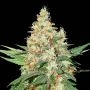 OGKush Feminized Marijuana Strain by Seed Stockers For Sale Online at Cannabis Seeds Outlet