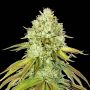 Pineapple Female Seed Stockers Cannabis Seeds