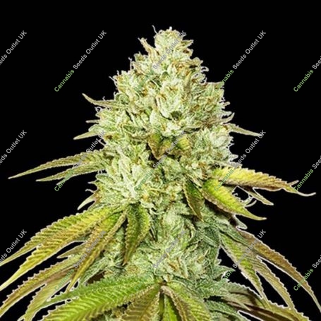 Pineapple Feminized Marijuana Strain by Seed Stockers For Sale Online at Cannabis Seeds Outlet
