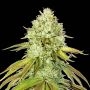 Pineapple Feminized Marijuana Strain by Seed Stockers For Sale Online at Cannabis Seeds Outlet
