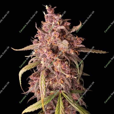 Purple Punch Auto Feminized Marijuana Strain by Seed Stockers For Sale Online at Cannabis Seeds Outlet