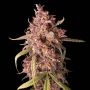 Purple Punch Auto Feminized Marijuana Strain by Seed Stockers For Sale Online at Cannabis Seeds Outlet