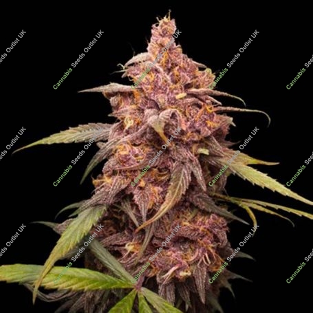 Purple Punch Feminized Marijuana Strain by Seed Stockers For Sale Online at Cannabis Seeds Outlet