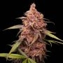 Purple Punch Feminized Marijuana Strain by Seed Stockers For Sale Online at Cannabis Seeds Outlet