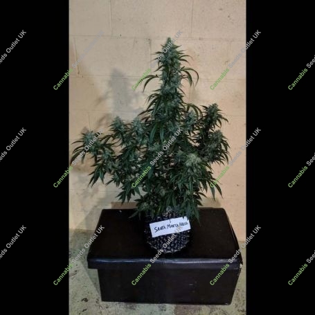 Santa Marta Haze Auto Feminized Marijuana Strain by Superior Seedstockers For Sale Online at Cannabis Seeds Outlet