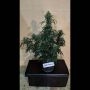 Santa Marta Haze Auto Feminized Marijuana Strain by Superior Seedstockers For Sale Online at Cannabis Seeds Outlet
