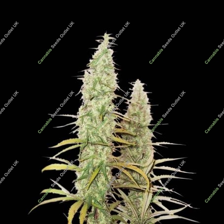 Santa Marta Haze Feminized Marijuana Strain by Superior Seedstockers For Sale Online at Cannabis Seeds Outlet