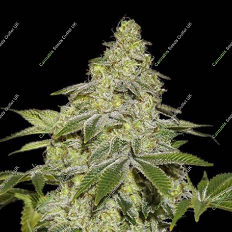 Sherbet Auto Feminized Marijuana Strain by Seed Stockers For Sale Online at Cannabis Seeds Outlet