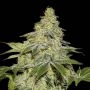 Sherbet Auto Feminized Marijuana Strain by Seed Stockers For Sale Online at Cannabis Seeds Outlet
