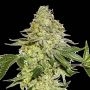 Sherbet Feminized Marijuana Strain by Seed Stockers For Sale Online at Cannabis Seeds Outlet