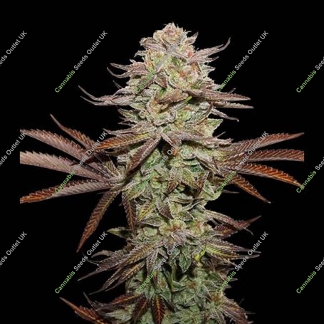 Sticky Fingers Auto Feminized Marijuana Strain by Superior Seedstockers For Sale Online at Cannabis Seeds Outlet