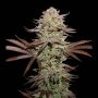 Sticky Fingers Auto Feminized Marijuana Strain by Superior Seedstockers For Sale Online at Cannabis Seeds Outlet