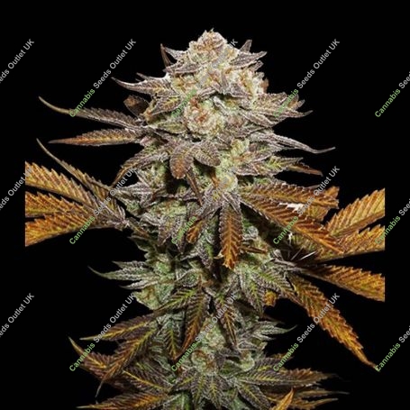 Sticky Fingers Feminized Marijuana Strain by Superior Seedstockers For Sale Online at Cannabis Seeds Outlet