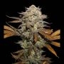 Sticky Fingers Feminized Marijuana Strain by Superior Seedstockers For Sale Online at Cannabis Seeds Outlet