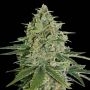 Super Skunk Auto Feminized Marijuana Strain by Seed Stockers For Sale Online at Cannabis Seeds Outlet