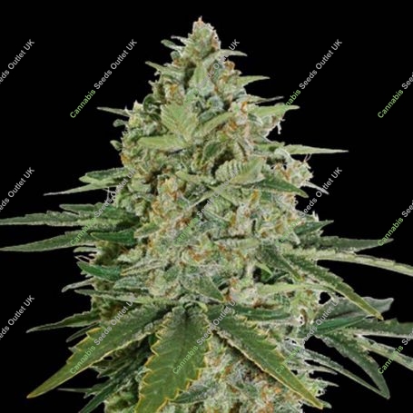 Super Skunk Feminized Marijuana Strain by Seed Stockers For Sale Online at Cannabis Seeds Outlet