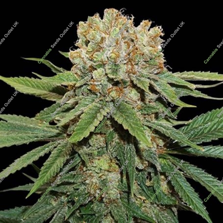 Thin Mint Crack Feminized Marijuana Strain by Seed Stockers For Sale Online at Cannabis Seeds Outlet