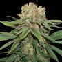 Thin Mint Crack Feminized Marijuana Strain by Seed Stockers For Sale Online at Cannabis Seeds Outlet