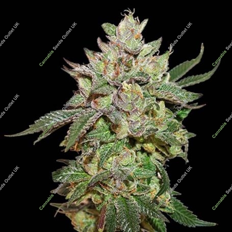 Wedding Cake Feminized Marijuana Strain by Seed Stockers For Sale Online at Cannabis Seeds Outlet