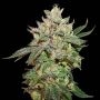 Wedding Cake Feminized Marijuana Strain by Seed Stockers For Sale Online at Cannabis Seeds Outlet