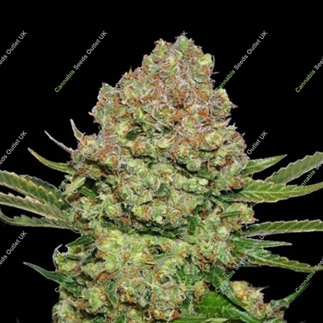 White Widow Feminized Marijuana Strain by Seed Stockers For Sale Online at Cannabis Seeds Outlet
