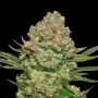 White Widow Feminized Marijuana Strain by Seed Stockers For Sale Online at Cannabis Seeds Outlet