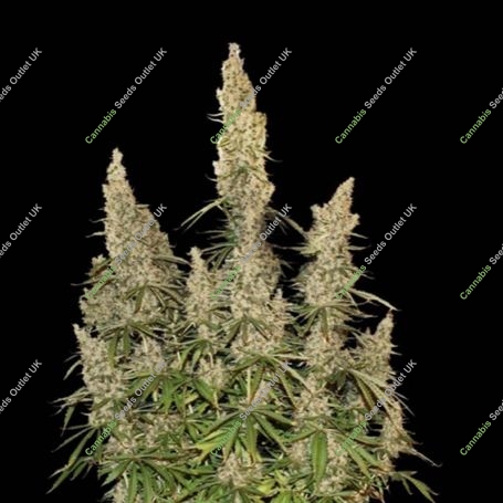 White Widow Auto Feminized Marijuana Strain by Seed Stockers For Sale Online at Cannabis Seeds Outlet