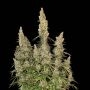 White Widow Auto Feminized Marijuana Strain by Seed Stockers For Sale Online at Cannabis Seeds Outlet