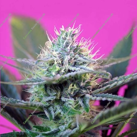 Speed + Auto Feminized Marijuana Strain by Sweet Seeds For Sale Online at Cannabis Seeds Outlet