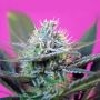 Speed + Auto Feminized Marijuana Strain by Sweet Seeds For Sale Online at Cannabis Seeds Outlet