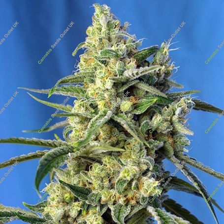 Amnesia Haze Feminized Marijuana Strain by Sweet Seeds For Sale Online at Cannabis Seeds Outlet