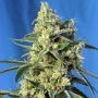 Amnesia Haze Feminized Marijuana Strain by Sweet Seeds For Sale Online at Cannabis Seeds Outlet
