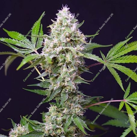 Amnesia Haze XL Auto Feminized Marijuana Strain by Sweet Seeds For Sale Online at Cannabis Seeds Outlet