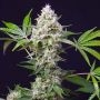 Amnesia Haze XL Auto Feminized Marijuana Strain by Sweet Seeds For Sale Online at Cannabis Seeds Outlet