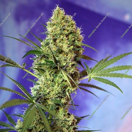 Big Devil Automatic Feminized Marijuana Strain by Sweet Seeds For Sale Online at Cannabis Seeds Outlet