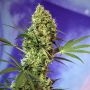 Big Devil Automatic Feminized Marijuana Strain by Sweet Seeds For Sale Online at Cannabis Seeds Outlet