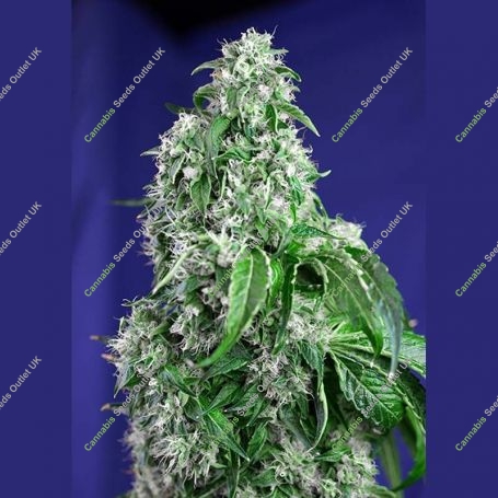 Big Devil Fast V Feminized Marijuana Strain by Sweet Seeds For Sale Online at Cannabis Seeds Outlet