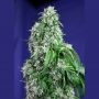 Big Devil Fast V Feminized Marijuana Strain by Sweet Seeds For Sale Online at Cannabis Seeds Outlet