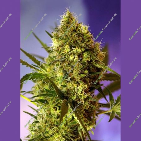 Big Devil No.2 Auto Feminized Marijuana Strain by Sweet Seeds For Sale Online at Cannabis Seeds Outlet