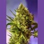 Big Devil No.2 Auto Feminized Marijuana Strain by Sweet Seeds For Sale Online at Cannabis Seeds Outlet