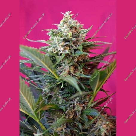 Big Devil XL Auto Feminized Marijuana Strain by Sweet Seeds For Sale Online at Cannabis Seeds Outlet