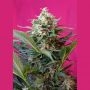 Big Devil XL Auto Feminized Marijuana Strain by Sweet Seeds For Sale Online at Cannabis Seeds Outlet