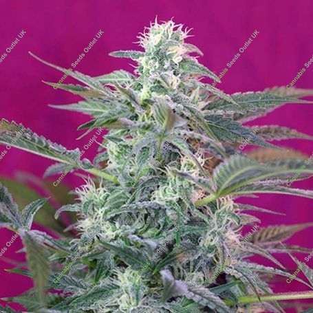 Big Foot Feminized Marijuana Strain by Sweet Seeds For Sale Online at Cannabis Seeds Outlet