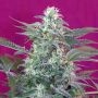 Big Foot Feminized Marijuana Strain by Sweet Seeds For Sale Online at Cannabis Seeds Outlet