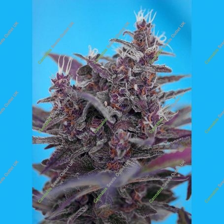 Black Cream Auto Feminized Marijuana Strain by Sweet Seeds For Sale Online at Cannabis Seeds Outlet